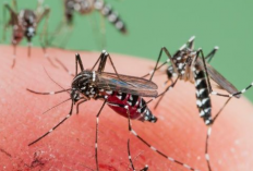 Jangan Anggap Remeh! Perubahan Iklim Bikin Nyamuk Berkembang Pesat, Ini Penjelasan Ilmiahnya