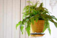 Ini 7 Tanaman Hias yang Bikin Rumah Sehat & Dipercaya Membawa Rezeki Berlimpah