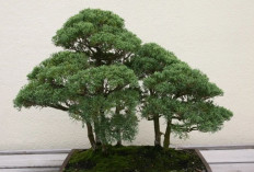 Gak Perlu Tanah, 5 Tanaman Hidroponik Indoor Ini Subur, Estetik, dan Super Mudah Dirawat di Rumah