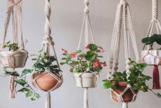 5 Rekomendasi Tanaman Gantung untuk Hiasan di Teras Rumah, Bawa Keberuntungan Bagi Sang Pemilik Hunian