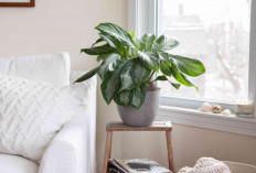 Kurangi Debu & Asap di Dalam Rumah, 6 Tanaman Hias Penyerap Polusi Udara Ini Bantu Tingkatkan Kualitas Udara