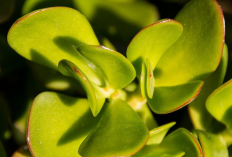 Bukan Cuma Hiasan Interior, Berikut 4 Tanaman Hias Pembawa Keberuntungan 2026 Ini Bisa Bawa Hoki