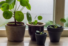 Rumah Lebih Hidup & Harmonis, 5 Tanaman Hias Simbol Keberuntungan, Kesuksesan dan Menenangkan Penghuni