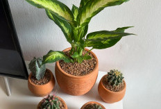 Ruangan Sempit Tetap Estetik! 5 Tanaman Indoor Minimalis untuk Percantik Rumah Tampak Modern & Elegan