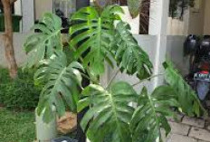 Bikin Salfok! Ini 6 Tanaman Hias Outdoor yang Estetik dengan Tampilan dan Visual Menarik di Teras Rumah