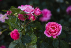 Warnanya Cantik dan Elegan, Berikut Rekomendasi 5 Tanaman Hias Bunga untuk Dekorasi Rumahan