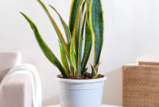 Bikin Rumah Segar, Sehat & Bebas Racun! 6 Tanaman Hias Pembersih Udara dalam Ruangan dengan Tampilan Estetik