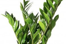 Kurangi Stres di Rumah, Ini 7 Tanaman Indoor Minimalis yang Bawa Suasana Rileks ke Dalam Rumah