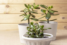 7 Pilihan Tanaman Depan Rumah yang Tarik Rezeki, Lindungi Energi, dan Menyaring Udara Menurut Feng Shui