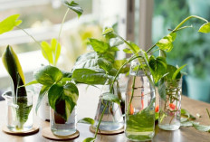 8 Tanaman Hias Hidup di Air, Mudah Dirawat, Minim Hama dan Menambah Estetika Ruangan dan Tips Merawat