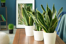 Bukan Sekadar Hiasan, Ini Pilihan 5 Tanaman Indoor yang Bawa Energi Positif ke Rumah