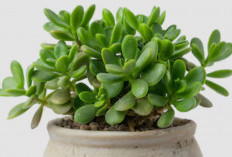 Jaga Rumah dari Energi Negatif, Ini 8 Tanaman Hias Penjaga Rumah Serta Penangkal Penyakit yang Jarang Dikenal