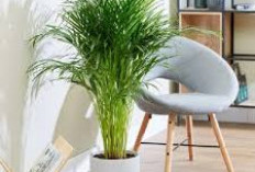 Tanpa Air Purifier, Ini 6 Tanaman Hias Indoor Penyerap Udara Kotor Secara Alami, Udara Lebih Fresh 