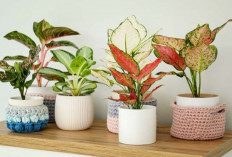 Tanaman Indoor Cantik Tapi Nggak Ribet, Ini 8 Pilihan Minim Perawatan, Tahan Cahaya Rendah, Bikin Rumah Adem