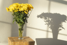 Menarik Nasib Baik! 10 Daftar Tanaman Hias Bunga Pemawa Hoki dan Rezeki, Cocok Jadi Dekorasi Interior Rumah