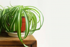 8 Macam Tanaman Hias Indoor untuk Ruangan Minimalis, Bikin Interior Rumah Makin Estetik Tanpa Ruang Besar