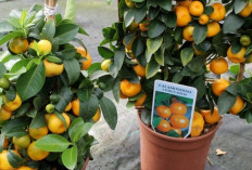 8 Tanaman Hias Pengundang Rezeki & Kekayaan yang Mudah Dirawat dan Cocok untuk Semua Sudut Rumah