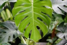 Pilihan Ideal Dekorasi Teras Rumah, Ini 5 Tanaman Hias Outdoor Daun Cantik dengan Bentuk Unik & Warna Memikat