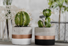 Banyak yang Belum Tahu! Ini 5 Tanaman Hias Pembawa Sial yang Kurang Cocok di Dalam Rumah, No.2 Banyak Disukai