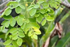 Dipercaya Turun-Temurun, Ini 5 Tanaman Hias Penangkal Santet dan Energi Negatif!