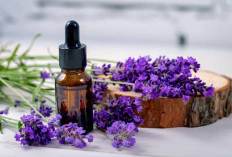 Rumah Jadi Bebas dari Polusi! Ini Pilihan 5 Tanaman Hias Penyerap Bau yang Bikin Udara Lebih Segar