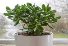 Bukan Sekadar Hiasan! Inilah 7 Tanaman Hias Pembawa Rezeki Menurut Islam yang Tertulis di Al-Qur'an