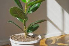 Bawa Hoki & Kelancaran Rezeki, Ini 7 Tanaman Hias Pembawa Keberuntungan di Rumah Menurut Feng Shui