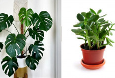 Tampilan Asri dan Bermakna, 6 Tanaman Hias Depan Rumah Pembawa Hoki Menurut Feng Shui