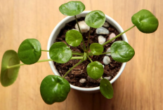 Ampuh Menarik Rezeki ke Pemilik, 10 Jenis Tanaman Hias Penjaga Rumah dan Penangkal Penyakit, Minimal Punya 1