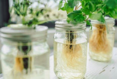 5 Tanaman Hias Hidroponik yang Mudah Dirawat Secara Indoor, Bersih & Ramah Pemula