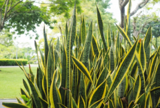 Menarik Rezeki dan Energi Positif, 10 Tanaman Hias Outdoor Pembawa Hoki Menurut Feng Shui dengan Penempatannya