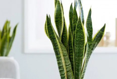 Dekorasi Indah Penuh Manfaat! 5 Tanaman Hias yang Menyegarkan Mata Sekaligus Pembersih Udara dalam Ruangan