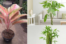 Rekomendasi 3 Tanaman Hias Pembawa Keberuntungan yang Bisa Buat Halaman Rumah Semakin Cantik