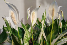 Rekomendasi 6 Tanaman Hias Pembawa Untung 2026 Ini Cocok Dipajang di Depan Rumah dan Memancing Keberuntungan