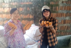 PT Eka Naga Indonesia Targetkan 10 Ribu Hektare Jagung, Lukitasari Perkuat Kesejahteraan Petani Nasional