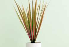 Ini 6 Tanaman Hias Pembersih Udara yang Masih Jarang Diketahui, Halang Polusi Masuk ke Area Indoor Rumah