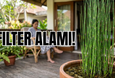 Perbaiki Kualitas Hidup hingga Jadi Filter Alami, Ini Kumpulan Manfaat Tanaman Bambu Air di Rumah! 