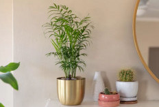 Bebas Polutan! 9 Jenis Tanaman Pembersih Udara Dalam Ruangan, Cocok Diletakan di Ruang Tamu dan Kamar Tidur