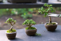 Bawa Keberuntungan ke Pemiliknya, Rekomendasi 5 Varian Tanaman Bonsai Mini yang Gampang Dirawat untuk Pemula