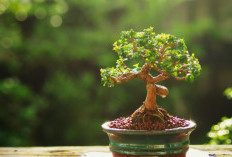 Tanaman Hias Pembawa Keberuntungan 2026 Menurut Feng Shui, Cocok untuk Dekorasi Rumah Indoor dan Outdoor