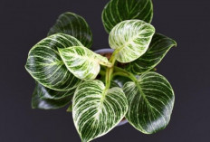 Tanaman Hias Tren 2026 yang Paling Dicari, Bikin Rumah Modern Estetik, Sejuk dan Mudah Dirawat 