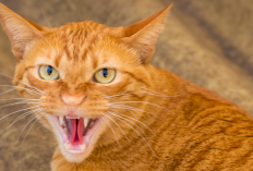 Jangan Anggap Sepele, Ini 8 Tanda Kucing Rabies yang Bisa Menular ke Manusia!