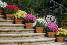 10 Tanaman Hias Outdoor Pembawa Keberuntungan Untuk Teras Rumah, Perawatannya Mudah & Pengundang Rezeki