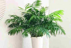 Menjaga Udara Rumah dari Polusi, Berikut 7 Tanaman Hias Pembersih Udara Anti Polusi yang Wajib Dimiliki