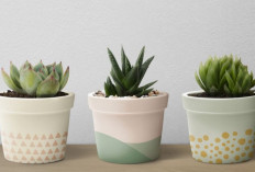 8 Tanaman Hias Outdoor Bawa Hoki, Energi Positif dan Oksigen Segar, Penempatannya Asri Menurut Feng Shui