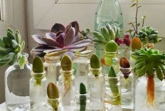 Rekomendasi Tanaman Hias Hidroponik Indoor yang Mudah Dirawat, Bersih, dan Minim Serangga