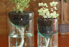 Tanpa Perlu Media Tanah dan Pot Besar, Berikut 6 Rekomendasi Tanaman Hias Hidroponik untuk Ruangan Minimalis