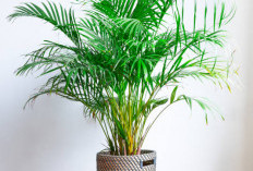 Wajib Punya! 5 Tanaman Hias Depan Rumah Pembawa Hoki, Bikin Hunian Estetik Sekaligus Bawa Keberuntungan