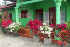 8 Macam Tanaman Hias yang Tahan Panas dan Hujan Angin, Cocok Diletakan di Teras Rumah Sebagai Dekorasi Outdoor