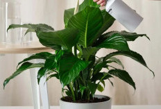 Filter Alami Perawatan Murah, 7 Tanaman Hias Pembersih Udara Ruangan Tertutup yang Megah, Cocok Untuk Dekorasi